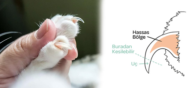 Kedi ve Köpeklerde Tırnak Kesimi: