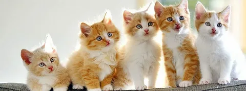 Kedi Sahiplenmeden Önce Bilmeniz Gerekenler