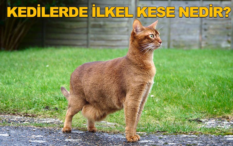 Bu Sarkan Bölge Nedir, Tehlikeli mi?