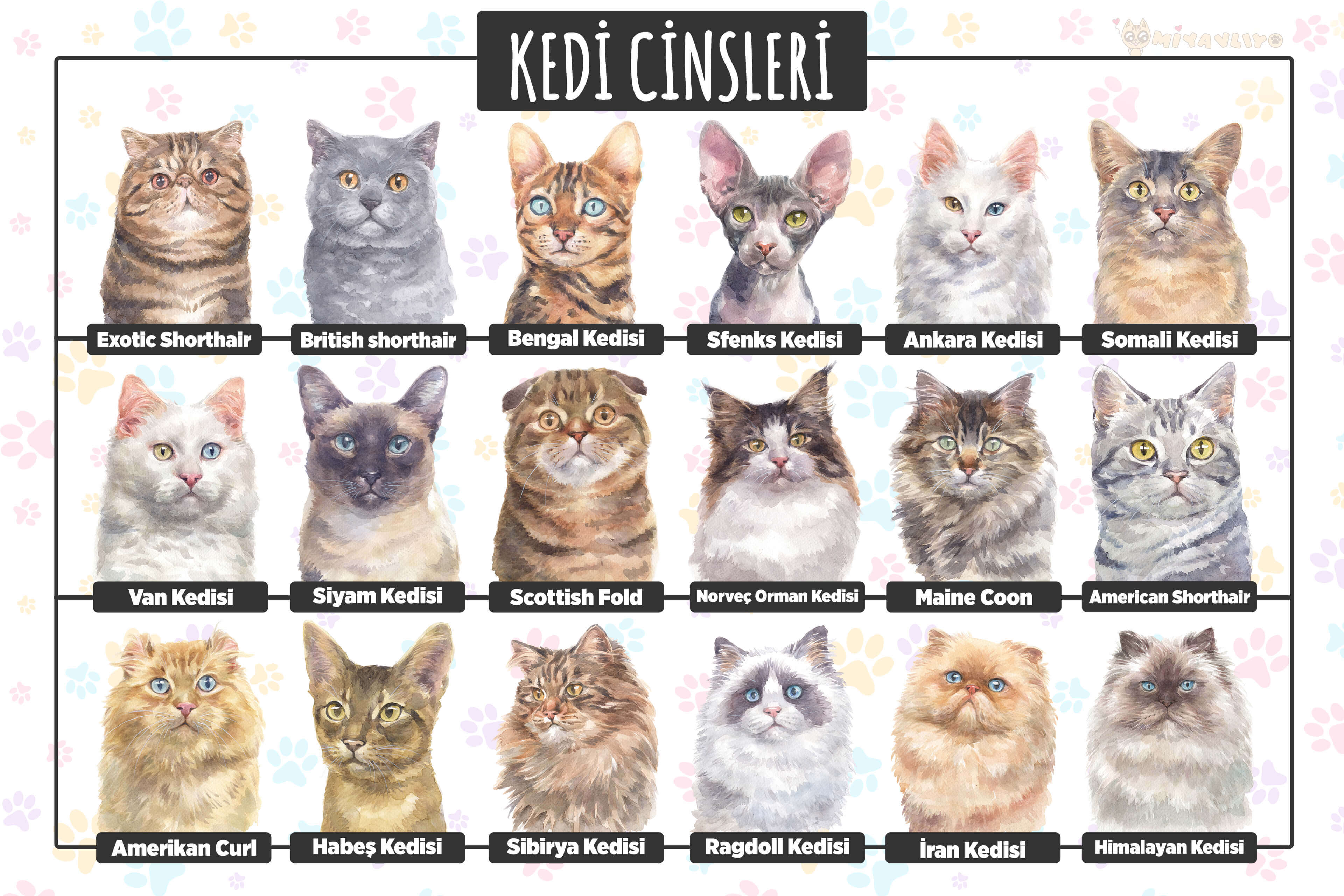 Hangi Kedi Size Uygun?