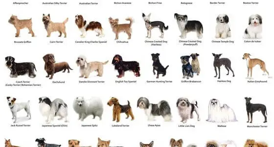 Hangi Cins Size Uygun?