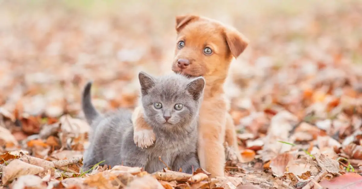Kedi ve Köpeklerde Aşı Öncesi ve Sonrası Dikkat Edilmesi Gerekenler