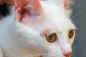 Kedilerde EOS (Eozinofil) Düşüklüğü ve Yüksekliği