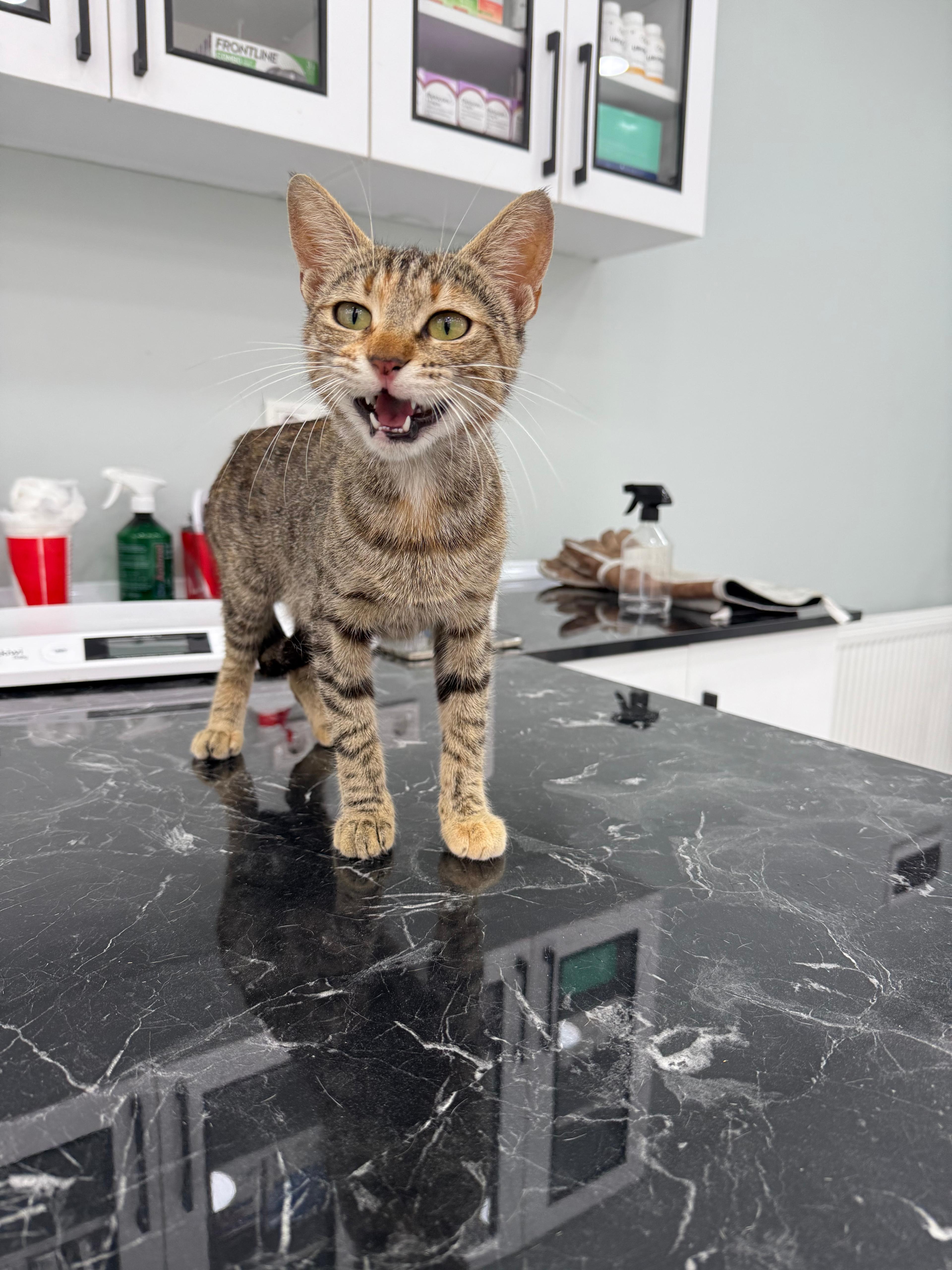 Sokak Kedilerinin Kısırlaştırılması: