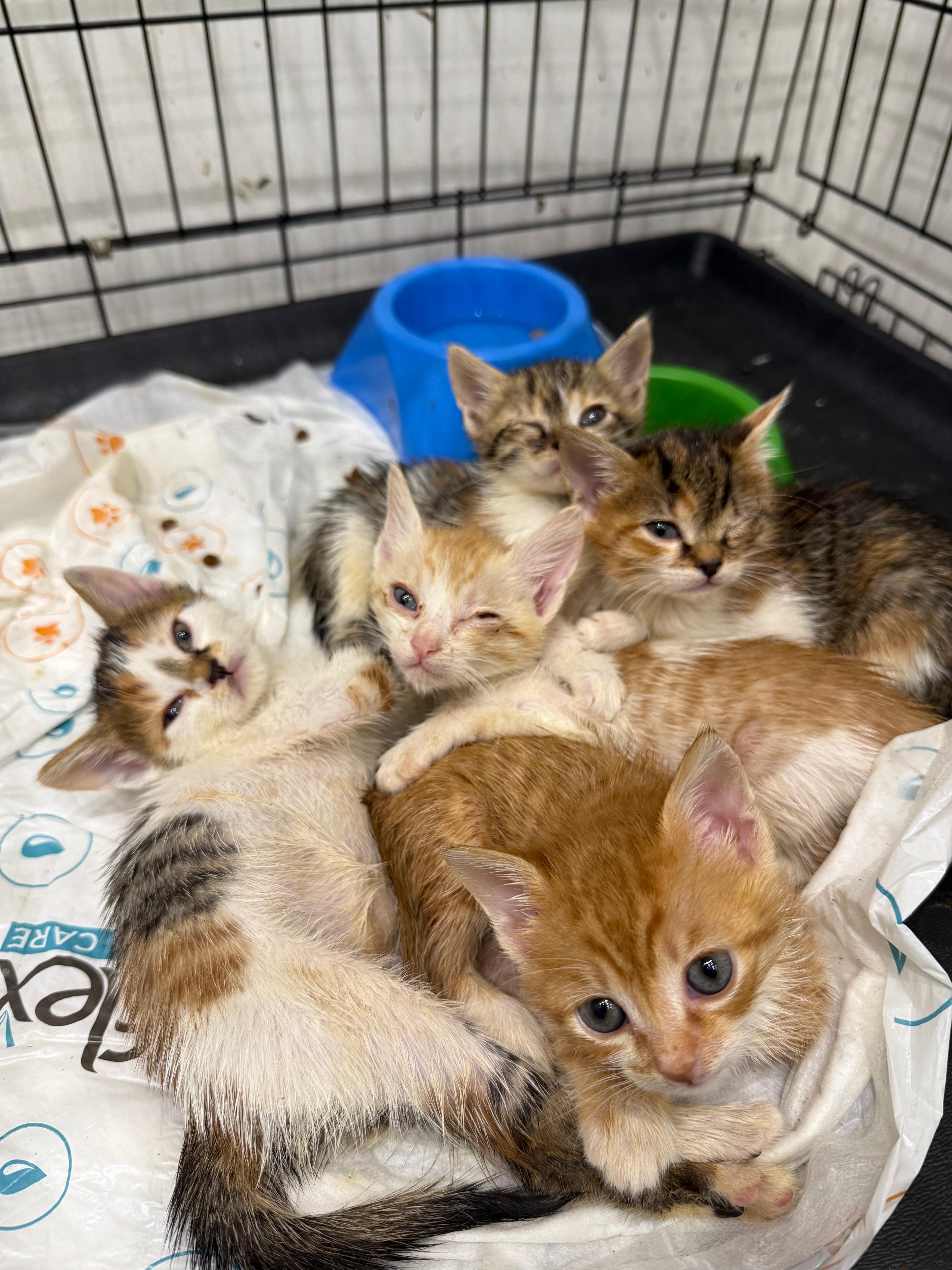 Yavru Kedilerde İlk 6 Ayda Dikkat Edilmesi Gerekenler