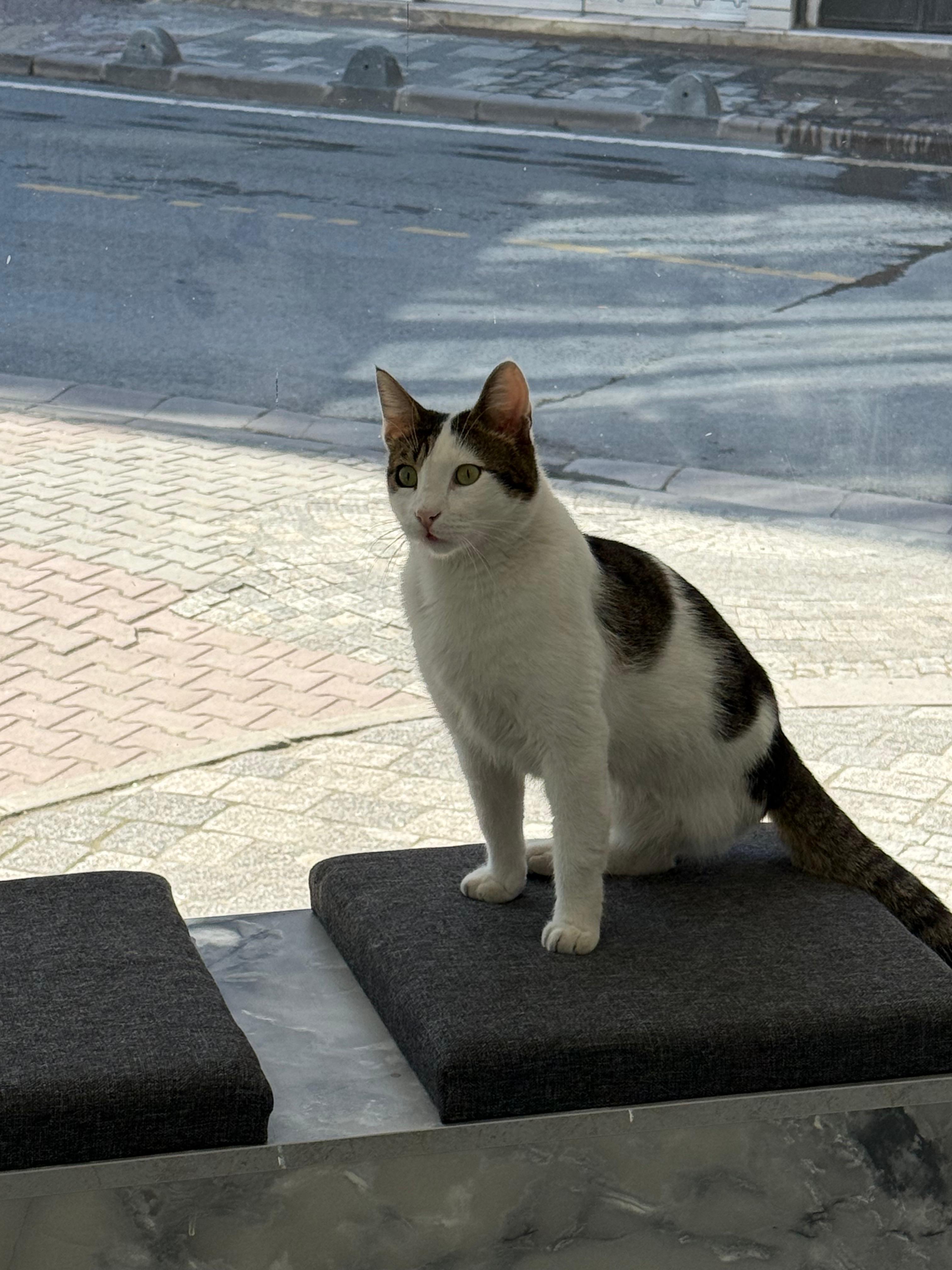 Kedilerde Kuduz Aşısı: