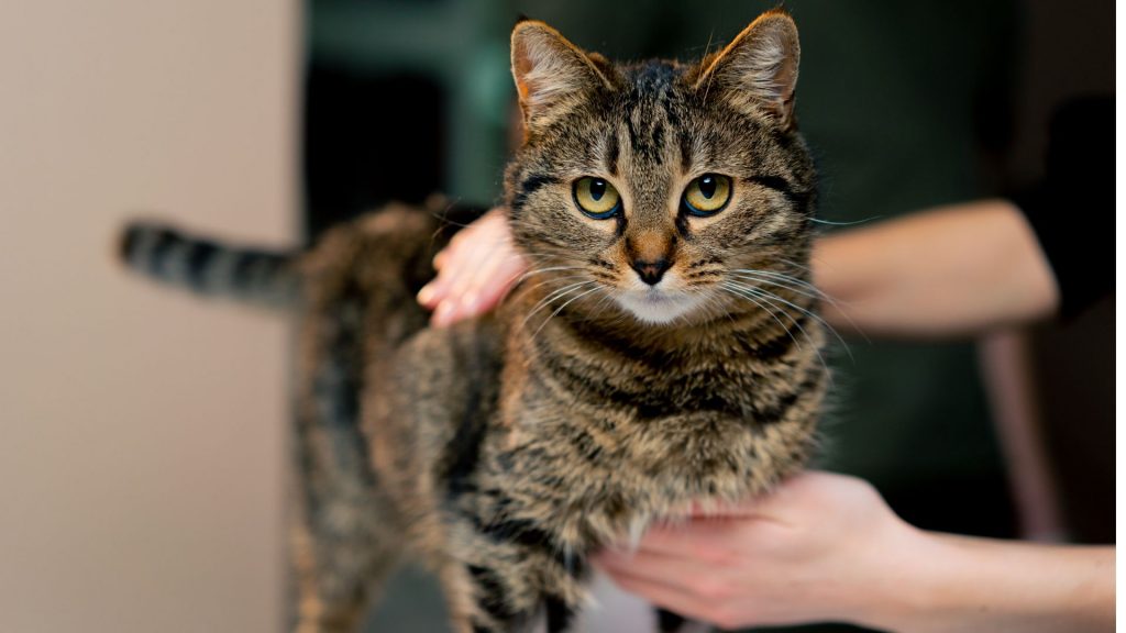 Kedilerde GLOB (Globülin) Yükselmesi ve Düşmesi