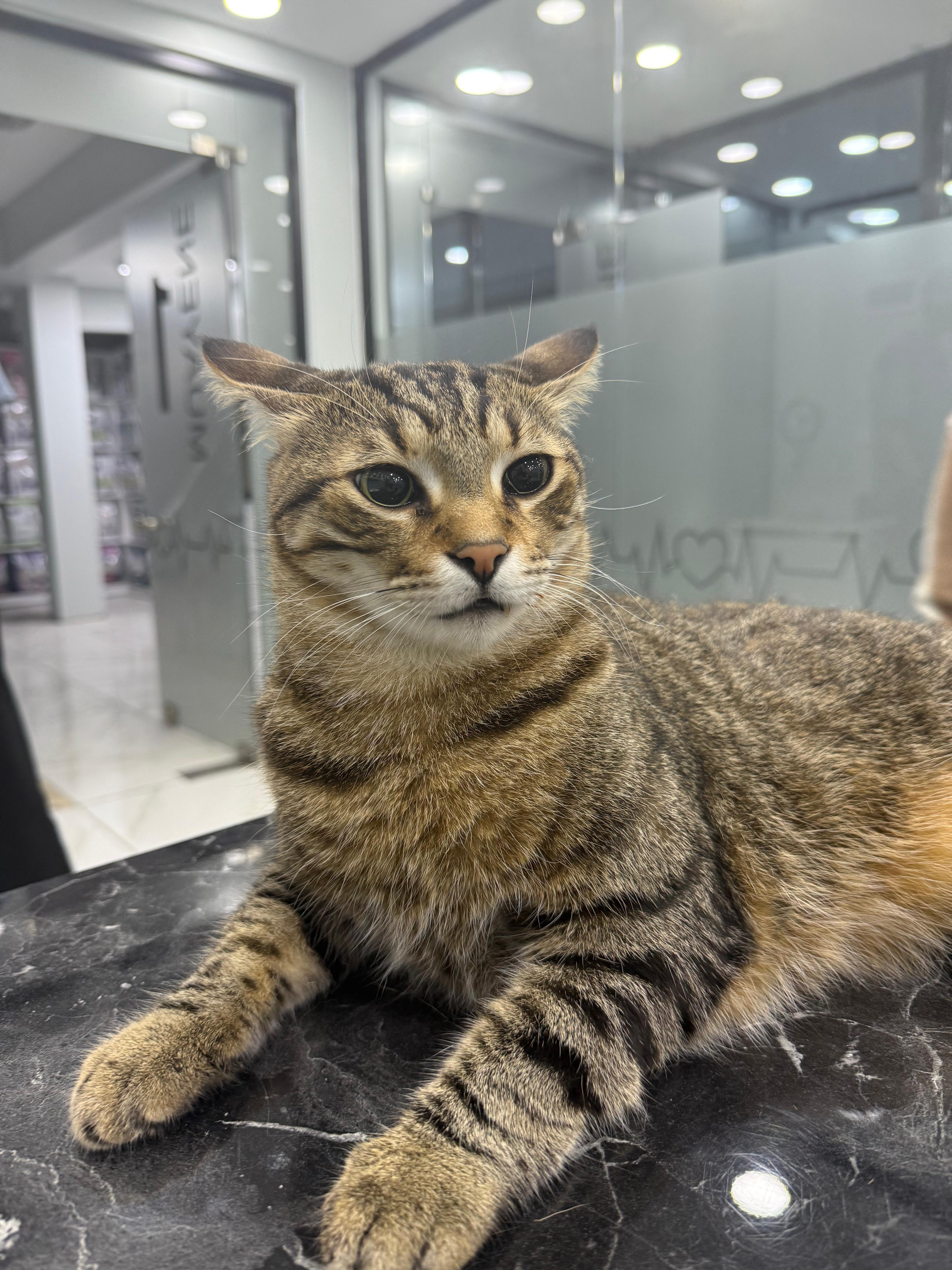 Kedilerde Glukoz (GLU) Yüksekliği ve Düşüklüğü