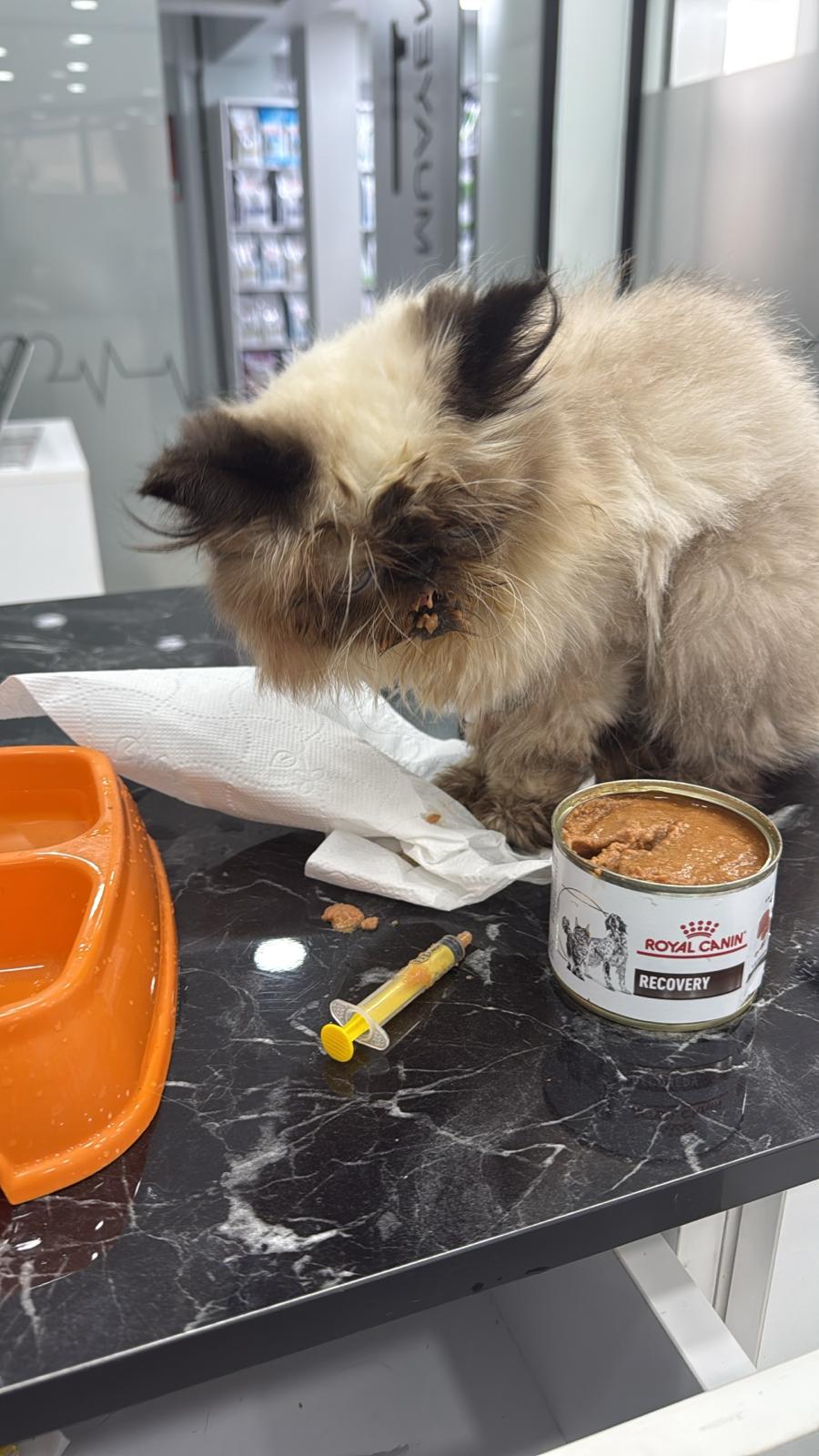 Kedilerde BUN (Kan Üre Azotu) Yüksekliği ve Düşüklüğü