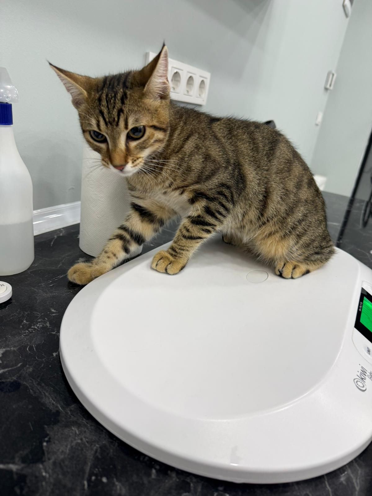 Kedilerde Fosfor (P) Artışı ve Düşüşü