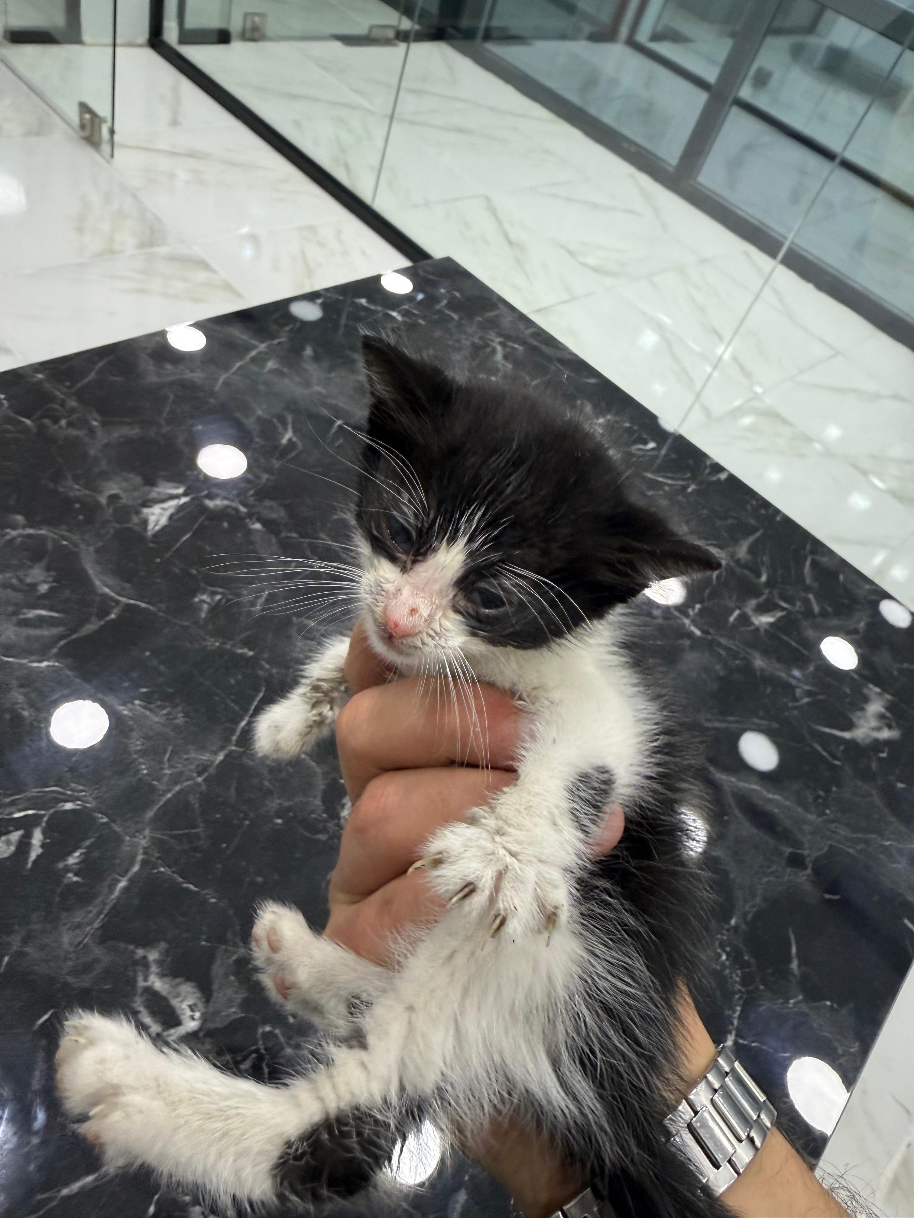 Kedilerde Kolesterol (TC,Chol) Yükselmesi ve Düşmesi