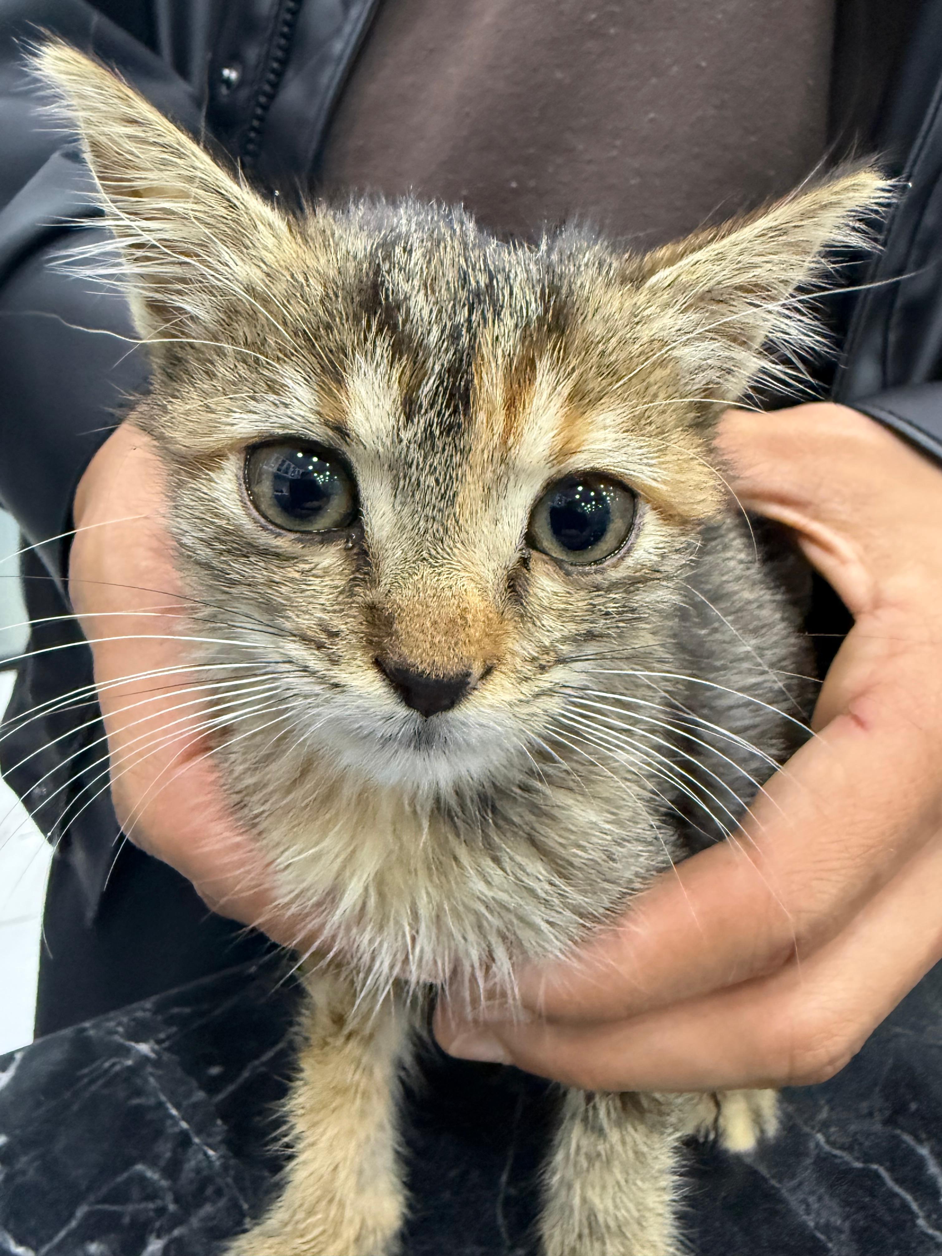 Kedilerde ALT (Alanin Aminotransferaz) Yüksekliği ve Düşüklüğü