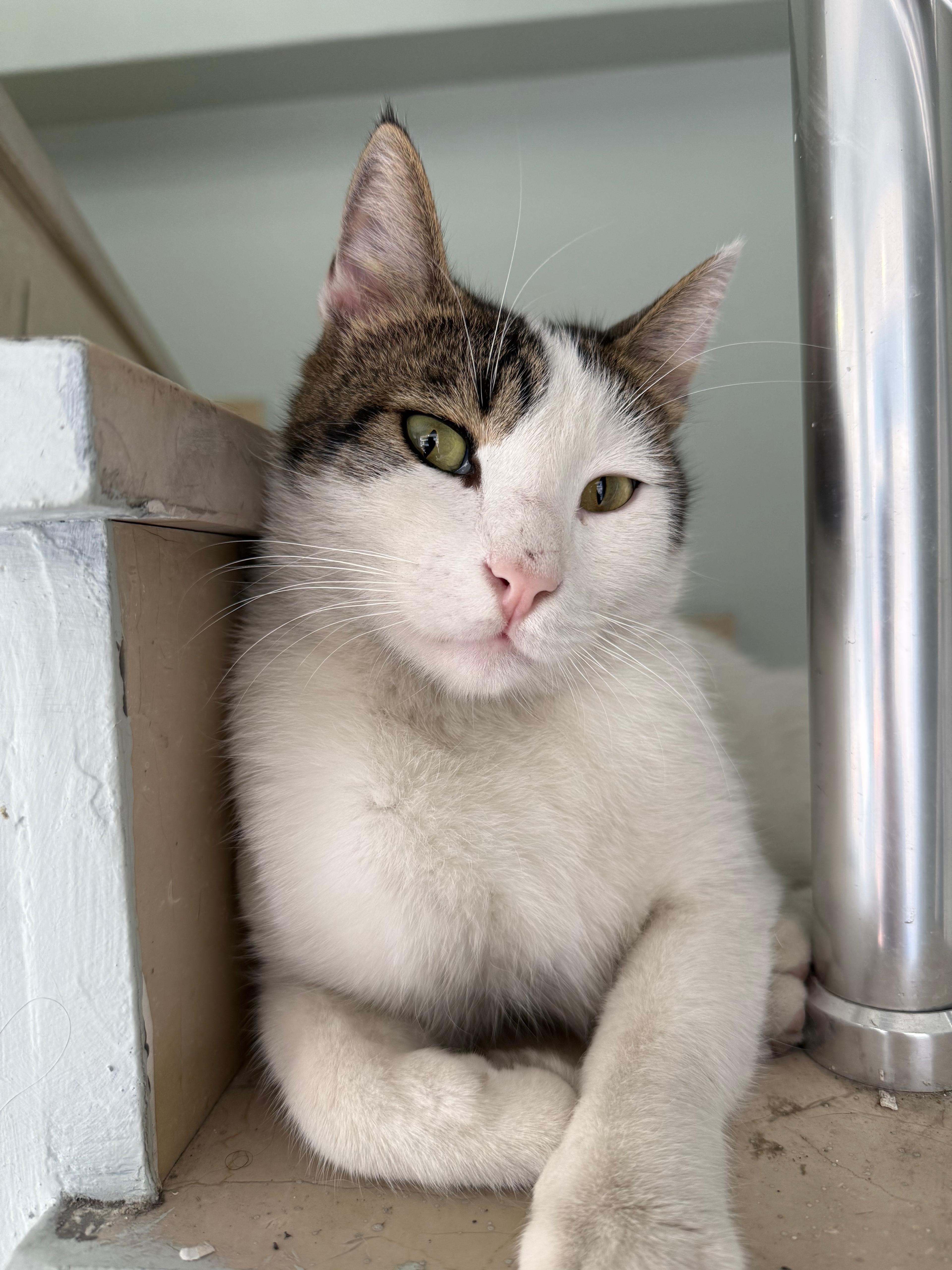 Kedilerde T. Bil (Total Bilirubin) Yüksekliği ve Düşüklüğü