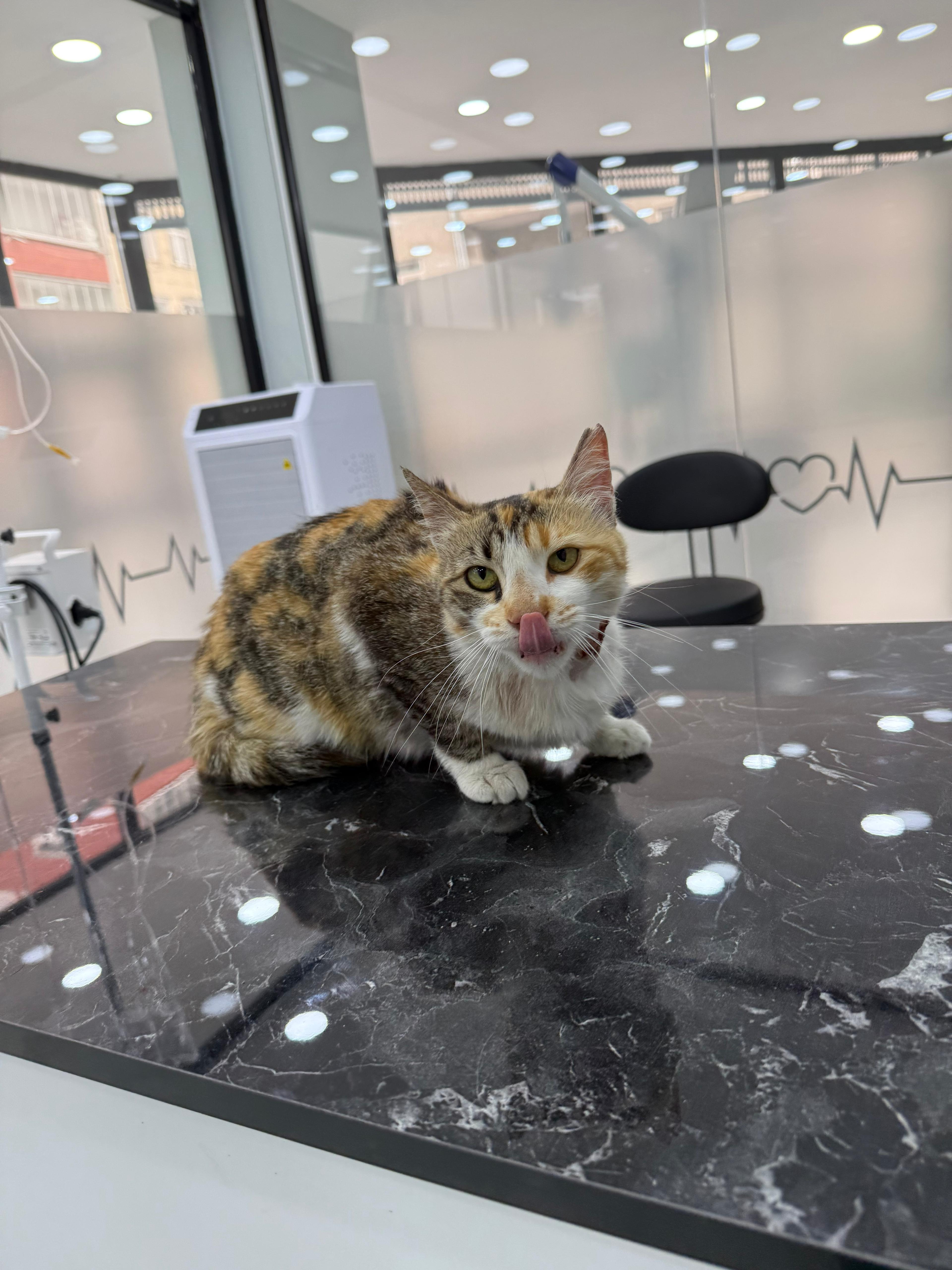 Kedilerde CREA (Kreatinin) Yüksekliği ve Düşüklüğü