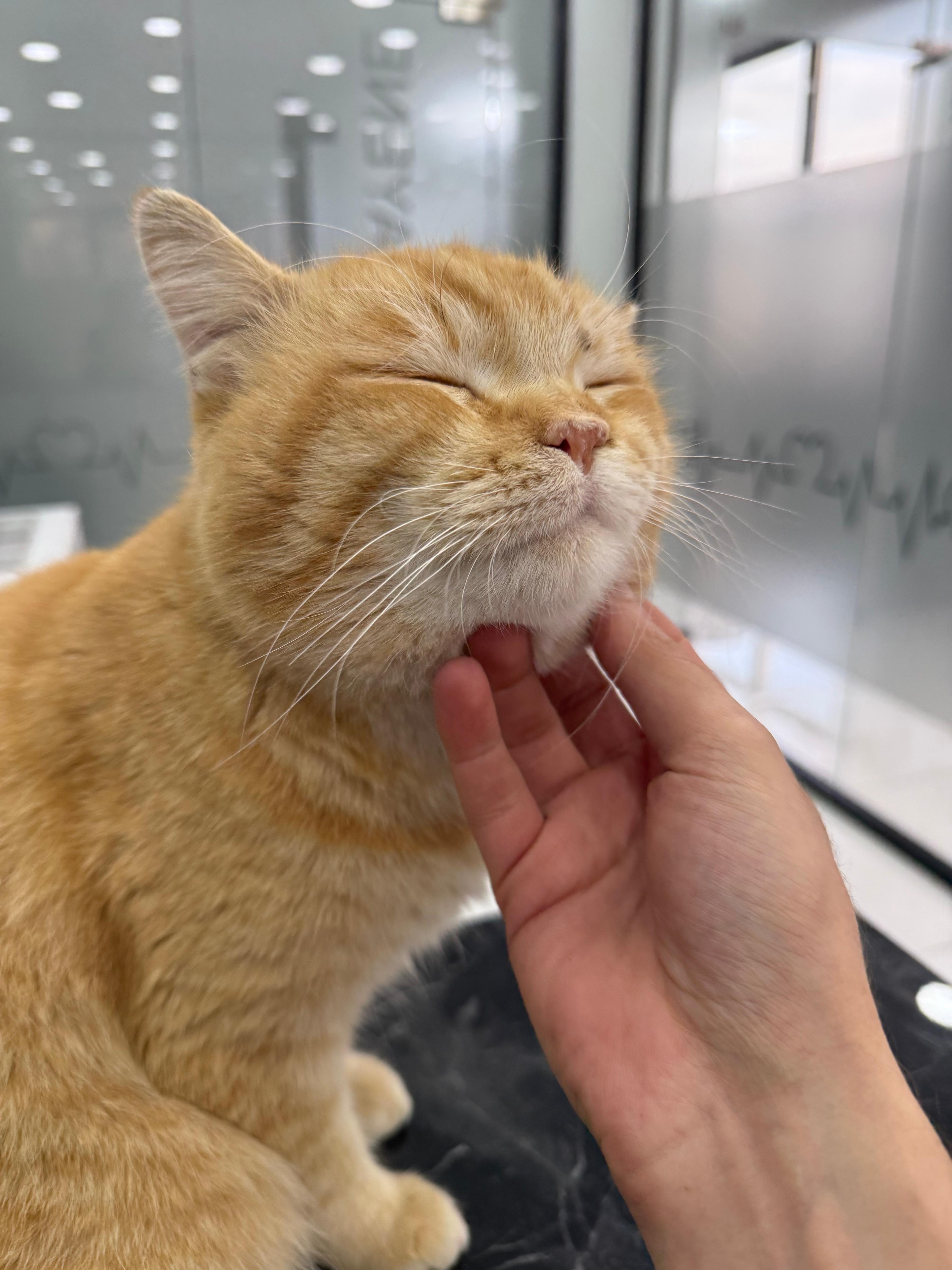 Kedilerde Albumin / Globulin (A/G) Oranı Nedir?